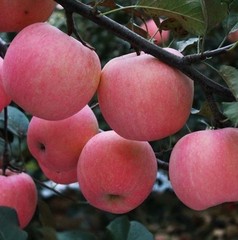 2016年新鲜山东苹果早熟红富士农家带皮苹果无公害现摘5斤装包邮
