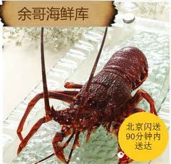 新鲜鲜活大澳龙奥龙 澳洲进口龙虾 澳洲大龙虾鲜活海鲜水产1kg/只