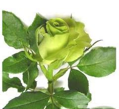 花卉植物大花月季苗绿茶 盆栽包成活 玫瑰苗子邮 当年开花包成活