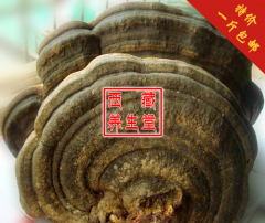 西藏野生灵芝 木灵芝 平盖灵芝 灵芝养生茶 特价 90元500克包邮