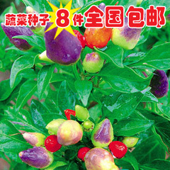 五彩观赏椒种子 可食用 果色鲜艳 观赏价值高 约20粒