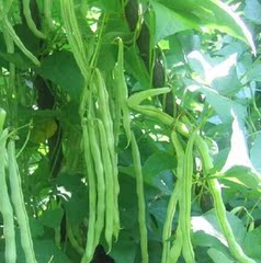 农家自种新鲜有机蔬菜四季豆 非转基因时令蔬菜刀豆 豇豆 豆角