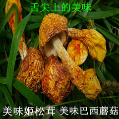 新货西藏特产 姬松茸 鸡松茸 巴西蘑菇 良心品质 美味 一斤包邮