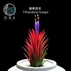 胭脂玉  空气凤梨 福果精灵 Tillandsia-fuego 无土植物
