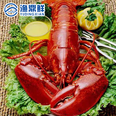 新鲜熟冻波士顿大龙虾500-600克/只波龙美国品质保证