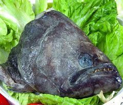 深海无污染大鲽鱼头大鸦片比目鱼肉质细嫩19.9元/个10个多省包邮