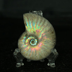 千蕊 天然斑彩螺化石手把件 原矿斑彩螺把玩 中小号摆件 泥螺实物